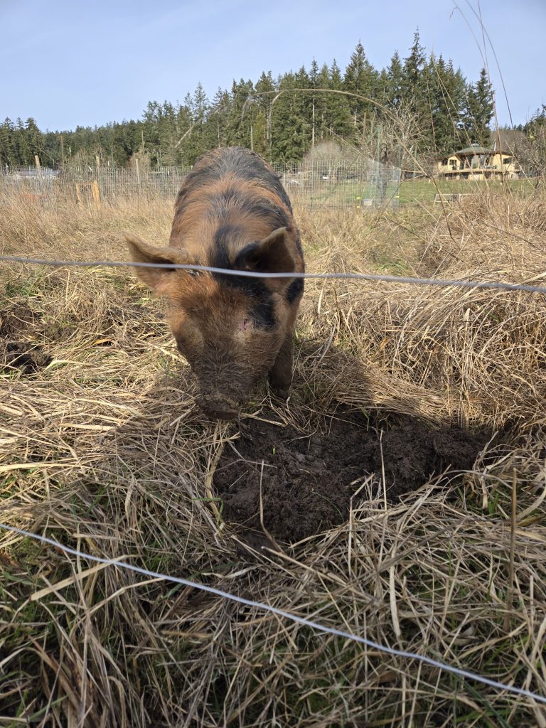 2 Pigs For Sale