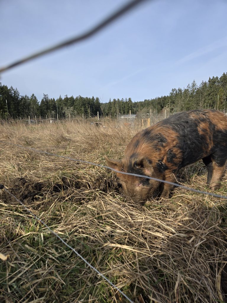 2 Pigs For Sale